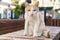 Ginger cat sits on bench on street in city, homeless animal looks at camera.