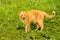 Ginger cat sits on a green grass background