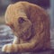 Ginger cat sits on a stone floor and cleans body, close-up portrait