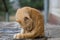 Ginger cat sits on a stone floor and cleans a hair, close-up portrait