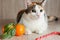 A ginger cat sits between a tangerine and a Lollipop with a disgruntled face