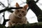 Ginger cat sits on a tree. The street cat is walking. Abandoned pet. Home pet.