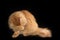 Ginger cat is sitting on black surface and washing itself