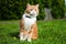 Ginger Cat sitting on grass