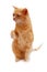 Ginger cat sitting with lifted paw and looking away on white background