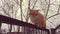 Ginger cat sitting on the old fence near birch tree.