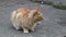 Ginger cat sitting on a path.