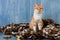 Ginger cat sitting on plaid blanket