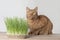 Ginger cat sitting beside a plant pot with grass and looking sideways.