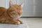 Ginger cat sitting and sleeping on the rug at home.