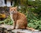 Ginger cat sitting on the wall