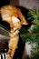 Ginger cat sitting on windowsill plays with branches artificial christmas tree.