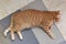 Ginger cat sleeping on the floor at home.