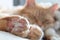 Ginger cat sleeping peacefully. Cozy kitten paws cute beans in selective focus. Adorable comfortable relaxing cat at home. Blurred