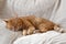 Ginger cat sleeping on a sofa at home. Happy tabby cat relaxing in a house.