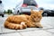 Ginger cat sleeps in a car park