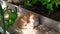 A ginger cat sleeps in a greenhouse under tomato bushes. A young kitten hides in the shade of plants on a hot summer day. Sunny