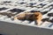 Ginger cat sleeps on the roof of the house. The street cat is basking in the sun. Abandoned pet.