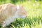 Ginger cat smelling green and fresh spring grass