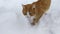 A ginger cat sneaks along a snowy path in a vegetable garden on a winter day