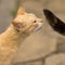 Ginger cat sniffs the black tail of his beloved cat. The behavior of cats in the mating season