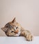 A ginger cat steals food from the kitchen table with its paw.