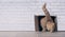 Ginger cat step inside a cardboard box, banner size with copyspace.