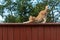 Ginger cat stretching on high wooden fence outdoor