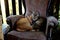 Ginger cat and tabby cat curled up on an old armchair
