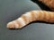 Ginger cat tail with copy space.  Selective focus.
