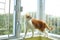 Ginger cat take adventure near the window in the home