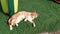 Ginger cat tries to sleep and relax on illuminated lawn