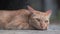 Ginger cat with very concerned look in garage