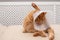 Ginger cat with Vet Elizabethan collar trying to licking his paw