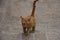 A ginger cat walks along the old white stone steps. Jerusalem, Israel 27 March 2021