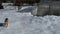 A ginger cat walks on a snow crust near the greenhouse. Winter day in the vegetable garden