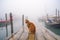 Ginger Cat Watching Fishermen Boats in Misty Sea, AI Generative