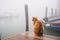 Ginger Cat Watching Fishermen Boats in Misty Sea, AI Generative