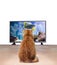 Ginger cat watching TV