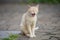 Ginger cat yawns widely. Pet sitting on the stone floor of the courtyard in the summer. Morning awakening