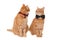 Ginger cats with tie bows