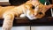 A ginger charismatic cat lies high on the kitchen table. A chubby orange cat sits on stand and tries to sleep. The cat
