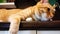 A ginger charismatic cat lies high on the kitchen table. A chubby orange cat sits on stand and tries to sleep. The cat