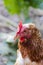 Ginger chicken close-up on the farm. Laying hen on grazing. Natural farm production