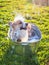 Ginger Corgi dog puppy with big ears sits in a tub of water and bubble soap outside in a summer warm Sunny clear garden