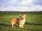 Ginger Corgi dog puppy stands on the green grass on a Sunny spring day in a meadow in the village and cute smiles