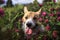 ginger Corgi dog puppy walks in summer meadow among pink clover flowers on a Sunny day