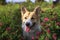ginger Corgi dog puppy walks in summer meadow among pink clover flowers on a Sunny day open mouth