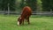 A ginger cow grazes in a meadow in a mountain village. Organic home farm