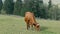 A ginger cow grazes in a meadow in a mountain village. Organic home farm